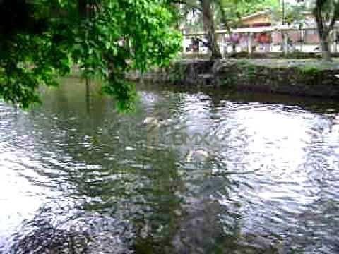 TERRENO RIO DO NUNES - ANTONINA - Foto 12