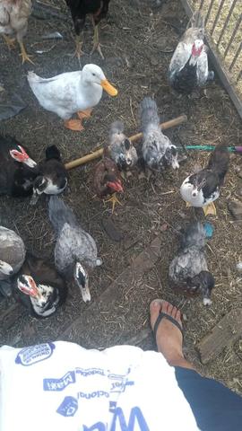 Vendo lote de aves - Foto 3