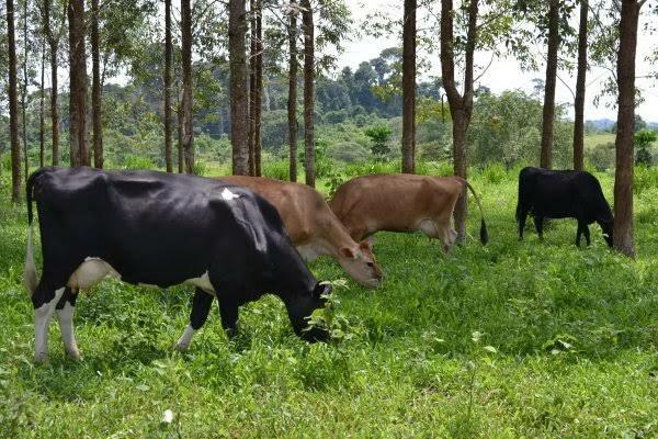 Venda de gado leiteiro (Jersey, holandês e jersolando) - Foto 2