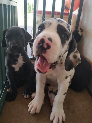 Filhotes de Dogue Alemão - Foto 6