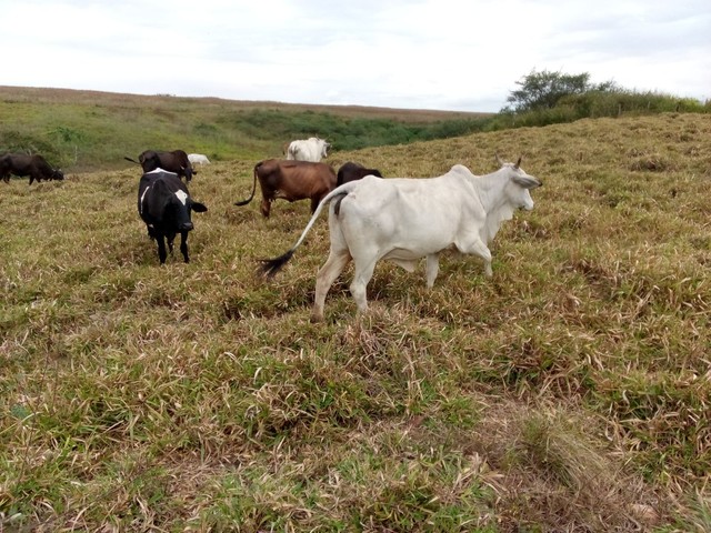 Vendo duas vacas 