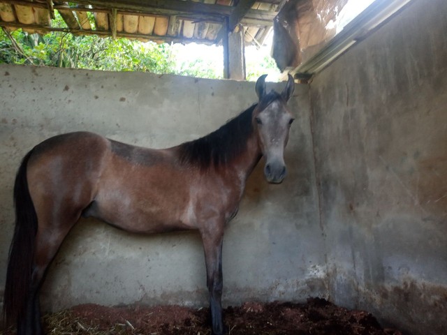 Mangalarga Marcador - Picado 