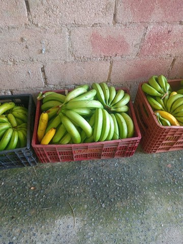 Banana cada caixa com mais de 11 duzias