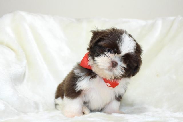 Temos lindos shihtzu micros perninhas curtas - Foto 4