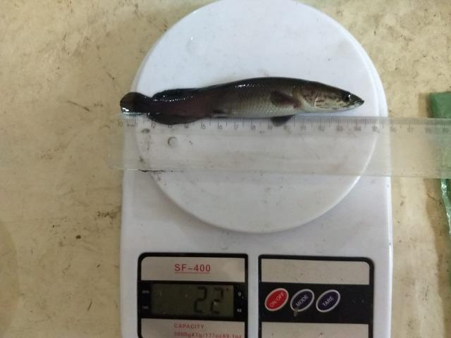 Venda permanente de alevinos de Tambaqui, Matrinxã e Pirarucu - Foto 6