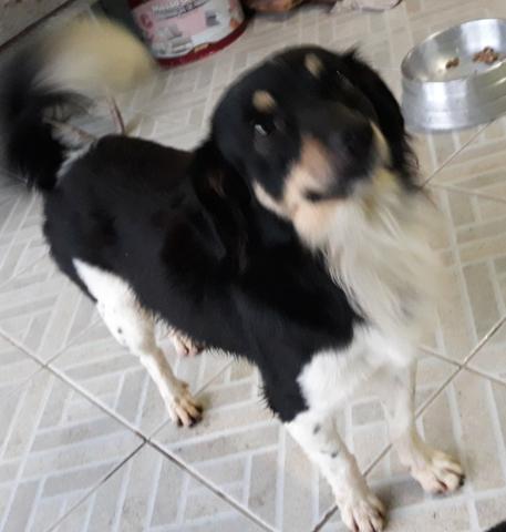 Cãozinho para adoção responsável - Foto 4