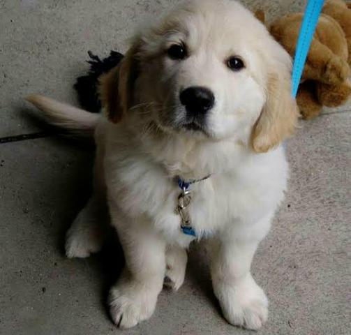 Golden retriever - Foto 3