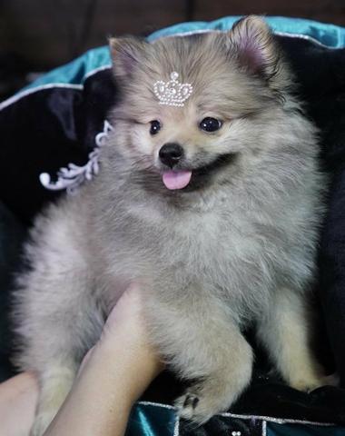 Linda fêmea de Spitz Alemão muito peluda linhagem importada - Foto 2