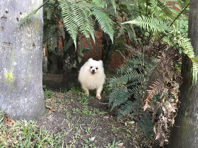 Lulu da Pomerânia (cobertura/cruza) - Foto 3