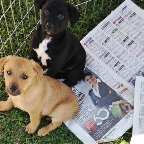 Labrador x dog brasileiro so 100 cada.chama no whats whats 9- *