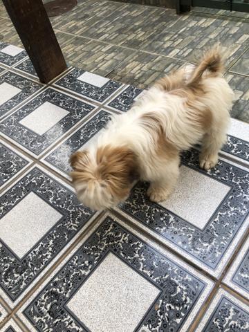 Cachorra fêmea - Foto 2