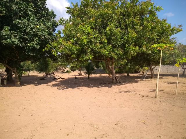 Excelente Sítio na Zona Rural de São José de Mipibu - Foto 4