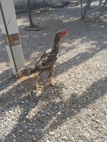 Vendo frangos frangas galos raça muito boa - Foto 2