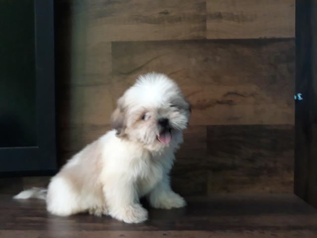 Lindos filhotes de shih tzu mini - Foto 5