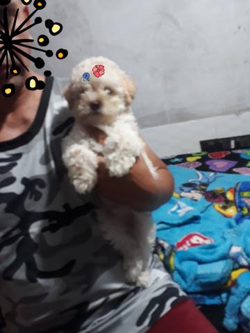 Filhotes poodle watss * - Foto 5