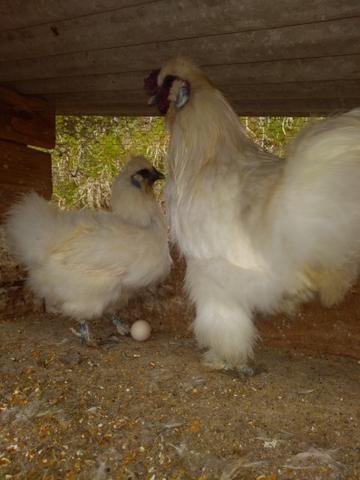 Ovos galados Brahma e várias raça - Foto 5