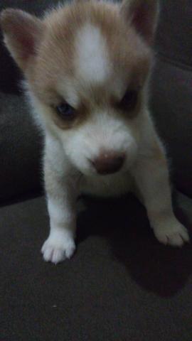 Filhotes de Husky Siberiano - Foto 3