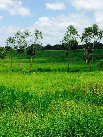 Fazenda em Rosario Oeste - 457ha - Foto 14