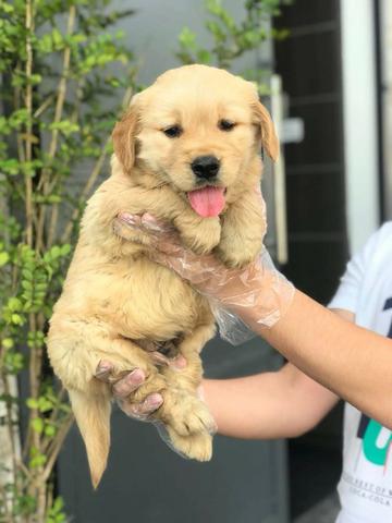 Golden Retriever com pedigree e garantia de saúde, machos e fêmeas disponíveis