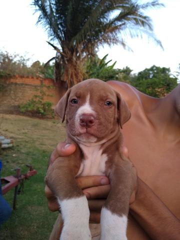 Filhos de Pitbull Monsters - Foto 4