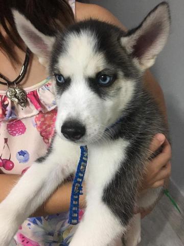 Vendo husky siberiano
