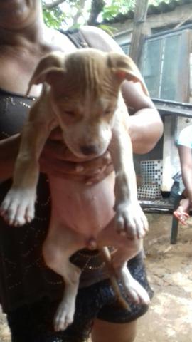 Vendo pitbull puro - Foto 2