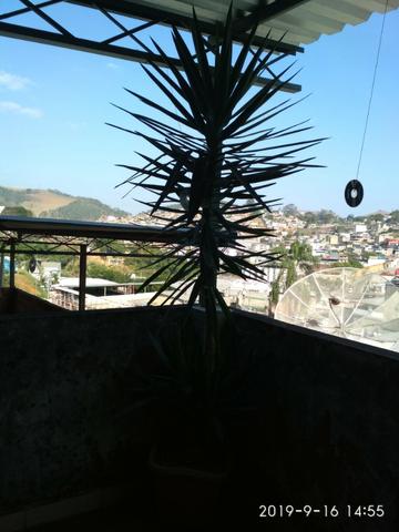 Palmeira Yuca - Foto 5