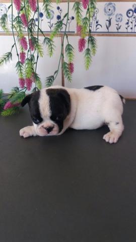 Machinho Bulldog francês - Foto 4