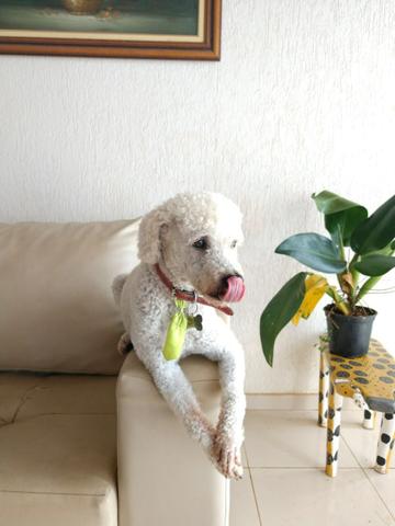 Poodle procura fêmea