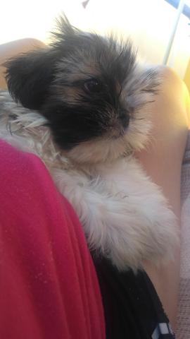 Filhote Shih tzu