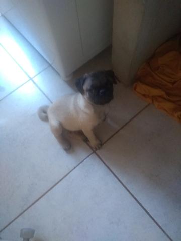 Vendo macho Abricó