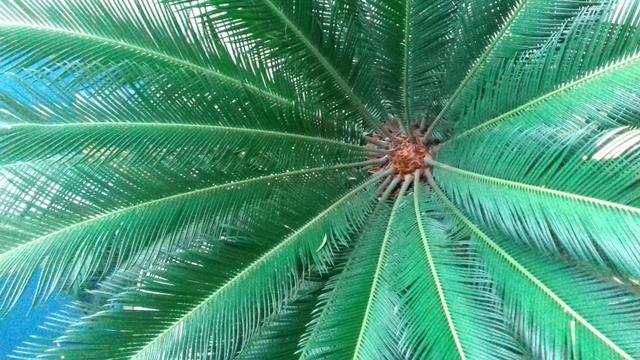 Planta sagu - Foto 3