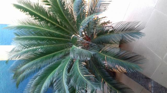 Planta sagu