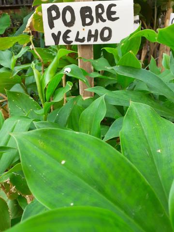 Plantas medicinais - Foto 5