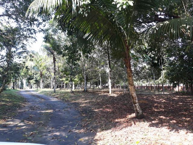 Sítio estrada do Vivenda Verde com casa e loja de material de construção - Foto 7