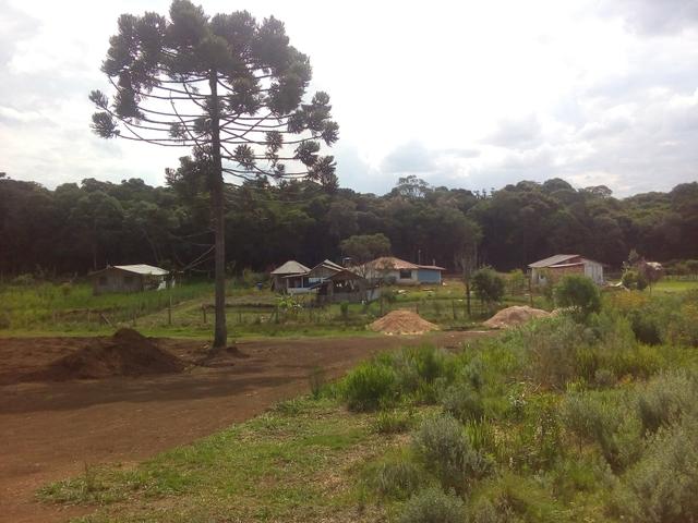 Terreno roseira de campo largo