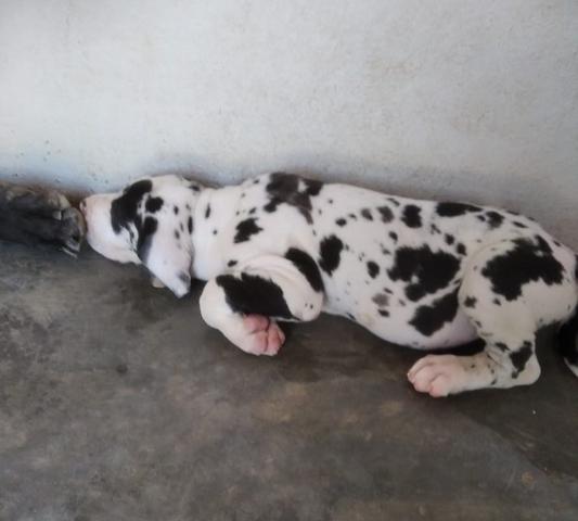 Filhotes de Dogue Alemão - Foto 4