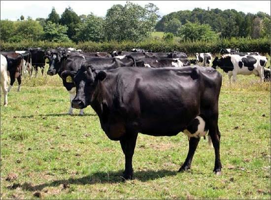 Venda de gado leiteiro (Jersey, holandês e jersolando) - Foto 3