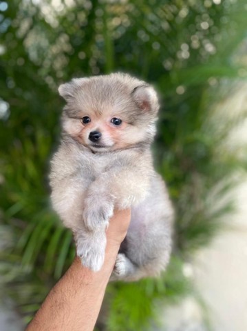 Fêmea Laranja de Lulu da Pomerânia (Spitz Alemão)