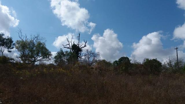 Ótima propriedade, escriturada, de 6 hectares, rica em frutas, em Glória do Goitá-PE - Foto 7