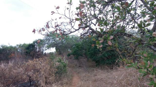 Ótima propriedade, escriturada, de 6 hectares, rica em frutas, em Glória do Goitá-PE - Foto 11
