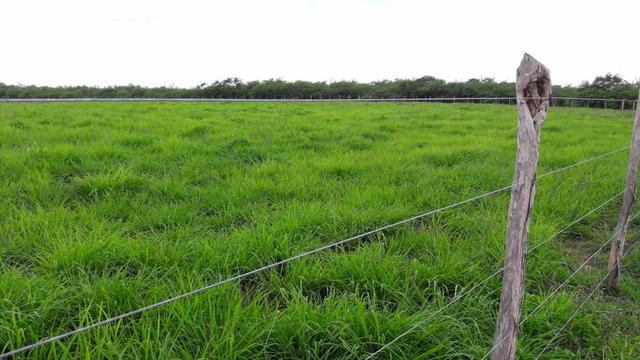 Fazenda com 170 hectares na região de monte alegre - Foto 10