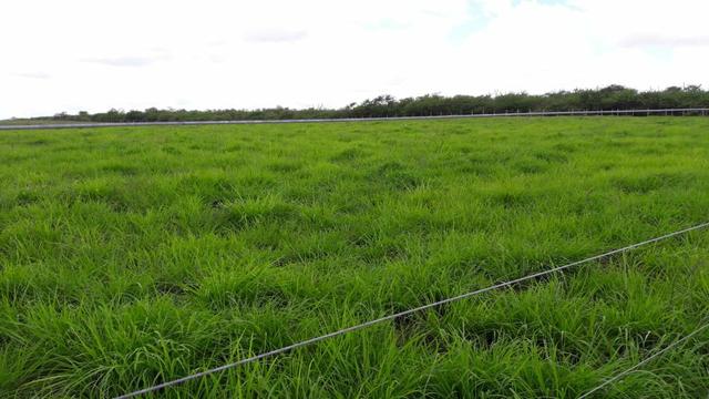 Fazenda com 170 hectares na região de monte alegre - Foto 11
