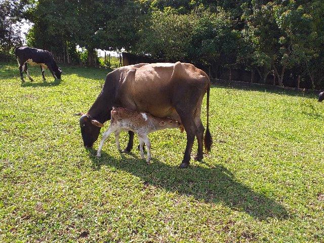 Vendo Excelentes Vacas e Novilhas Leiteiras