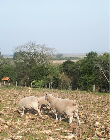 Carneiro Texel - Foto 3