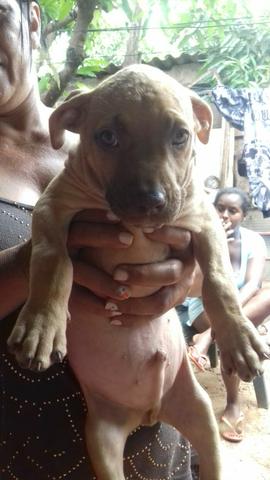 Vendo pitbull puro - Foto 4