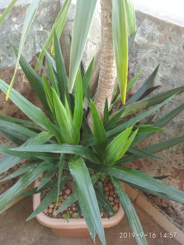 Palmeira Yuca - Foto 6