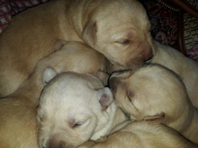 Labrador 150 leia - Foto 2