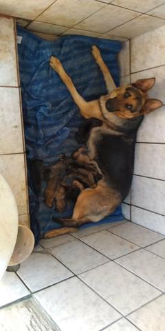 Vendo filhotes de pastor alemão