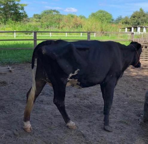 Vaca Girolanda - Foto 2